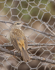 Cincloramphus mathewsi