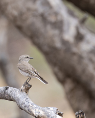Microeca fascinans