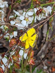Hibbertia virgata