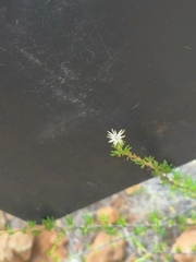 Felicia filifolia