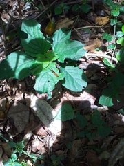 Metisella metis paris