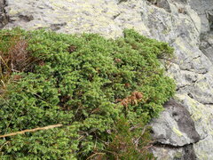 Juniperus communis saxatilis