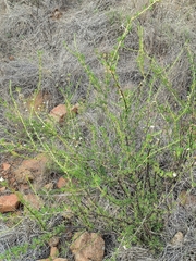 Felicia filifolia