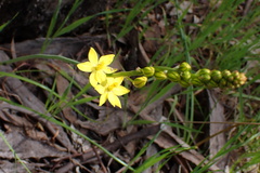 Bulbine bulbosa