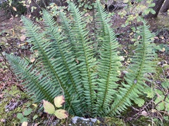 Polystichum × illyricum