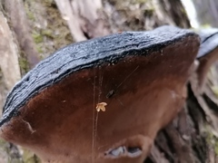 Phellinus nigricans