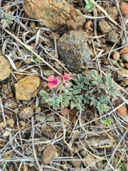 Indigofera alternans