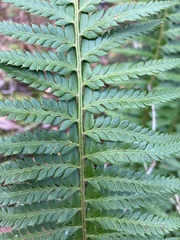 Polystichum × illyricum