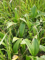 Allium victorialis
