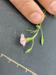 Ipomoea costellata