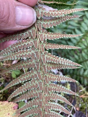 Polystichum × illyricum