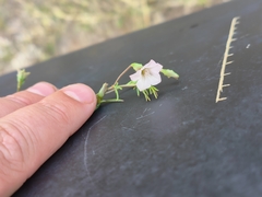 Ipomoea costellata