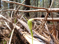 Pterostylis foliata