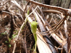Pterostylis foliata