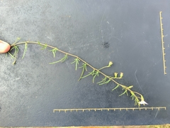 Ipomoea costellata