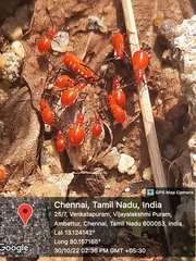 Dysdercus cingulatus