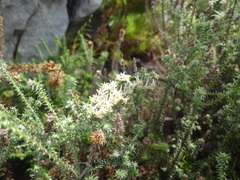 Seriphium cinereum
