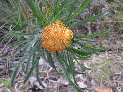 Banksia formosa