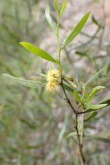 Acacia verniciflua