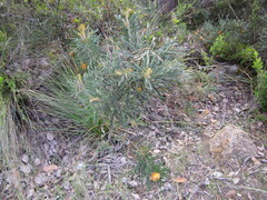 Banksia formosa