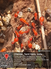 Dysdercus cingulatus