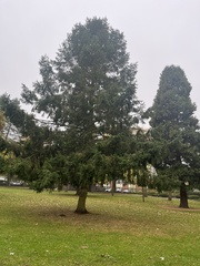 Pseudotsuga menziesii