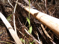 Pterostylis foliata