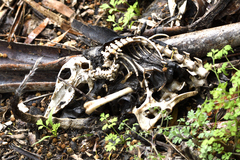 Potorous tridactylus