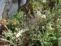 Seriphium cinereum