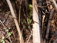 Pterostylis foliata