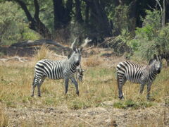Equus quagga