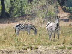 Equus quagga