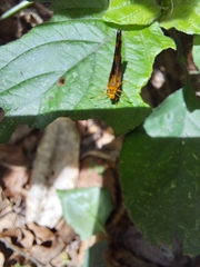 Metisella metis paris