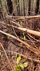 Pterostylis foliata