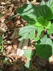 Metisella metis paris