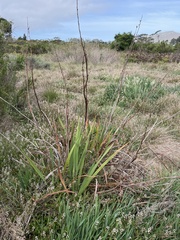 Watsonia schlechteri