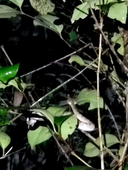 Craspedocephalus malabaricus