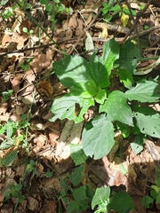 Metisella metis paris