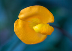 Arachis pintoi
