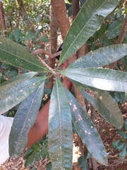 Protorhus longifolia