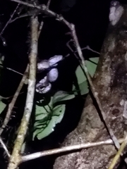 Craspedocephalus malabaricus