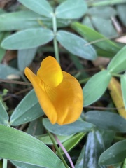Arachis pintoi