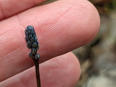 Comesperma calymega