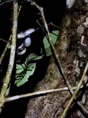 Craspedocephalus malabaricus