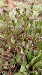 Raphionacme hirsuta