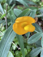 Arachis pintoi