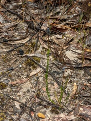 Comesperma calymega