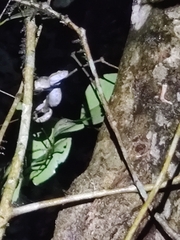 Craspedocephalus malabaricus