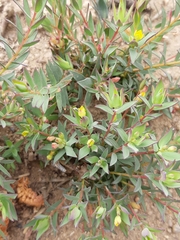 Lachnaea