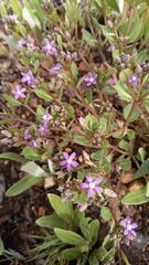 Raphionacme hirsuta